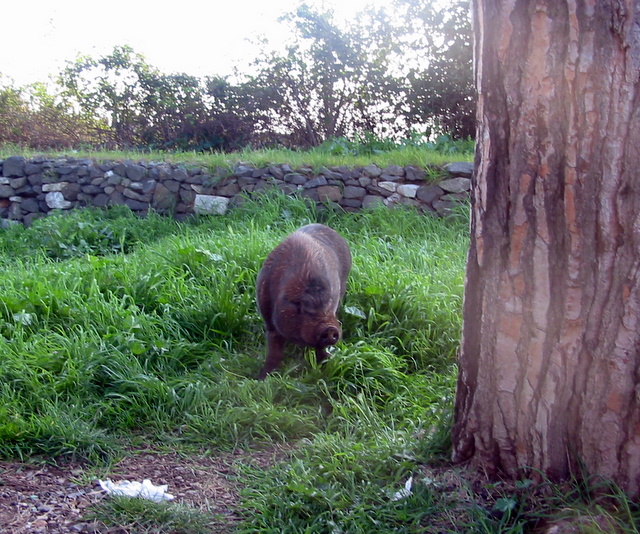 un cinghiale  Roma